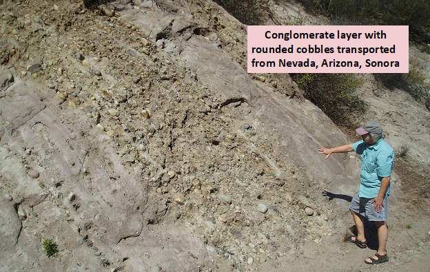 Conglomerate layer with rounded cobbles